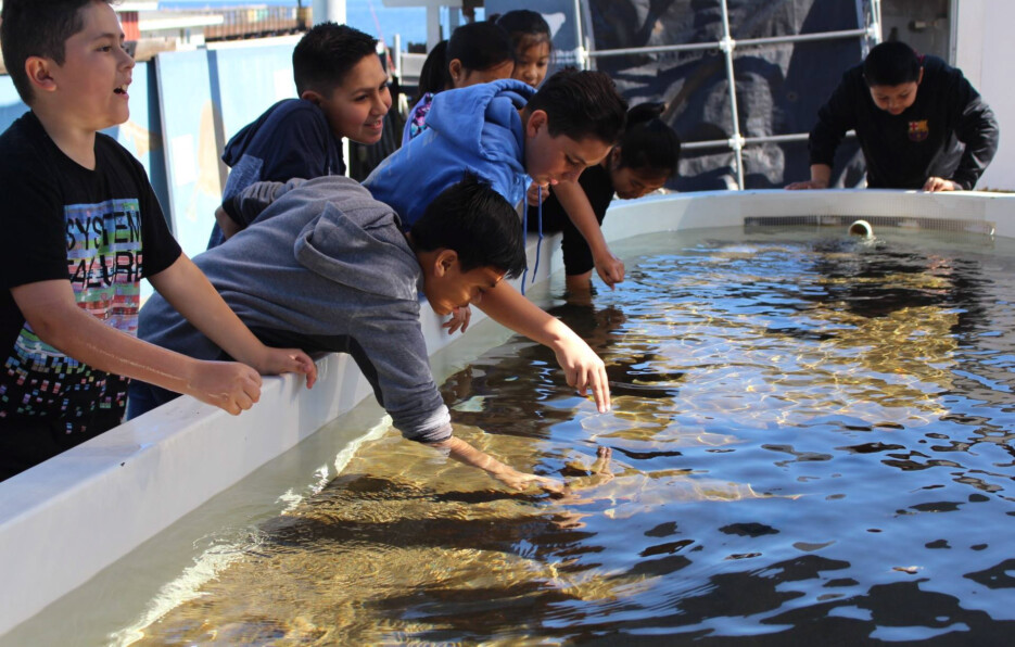 Kids touching sharks in tank.