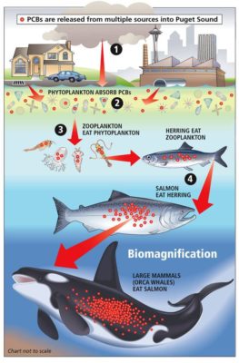 Bioaccumulation and Biomagnification: Increasingly Concentrated Problems! -  Catalina Island Marine Institute