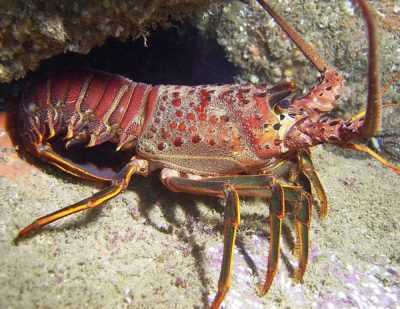The California Spiny Lobster - Catalina Island Marine Institute