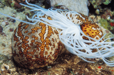 The Spineless Gutless Sea Cucumber - Catalina Island Marine Institute