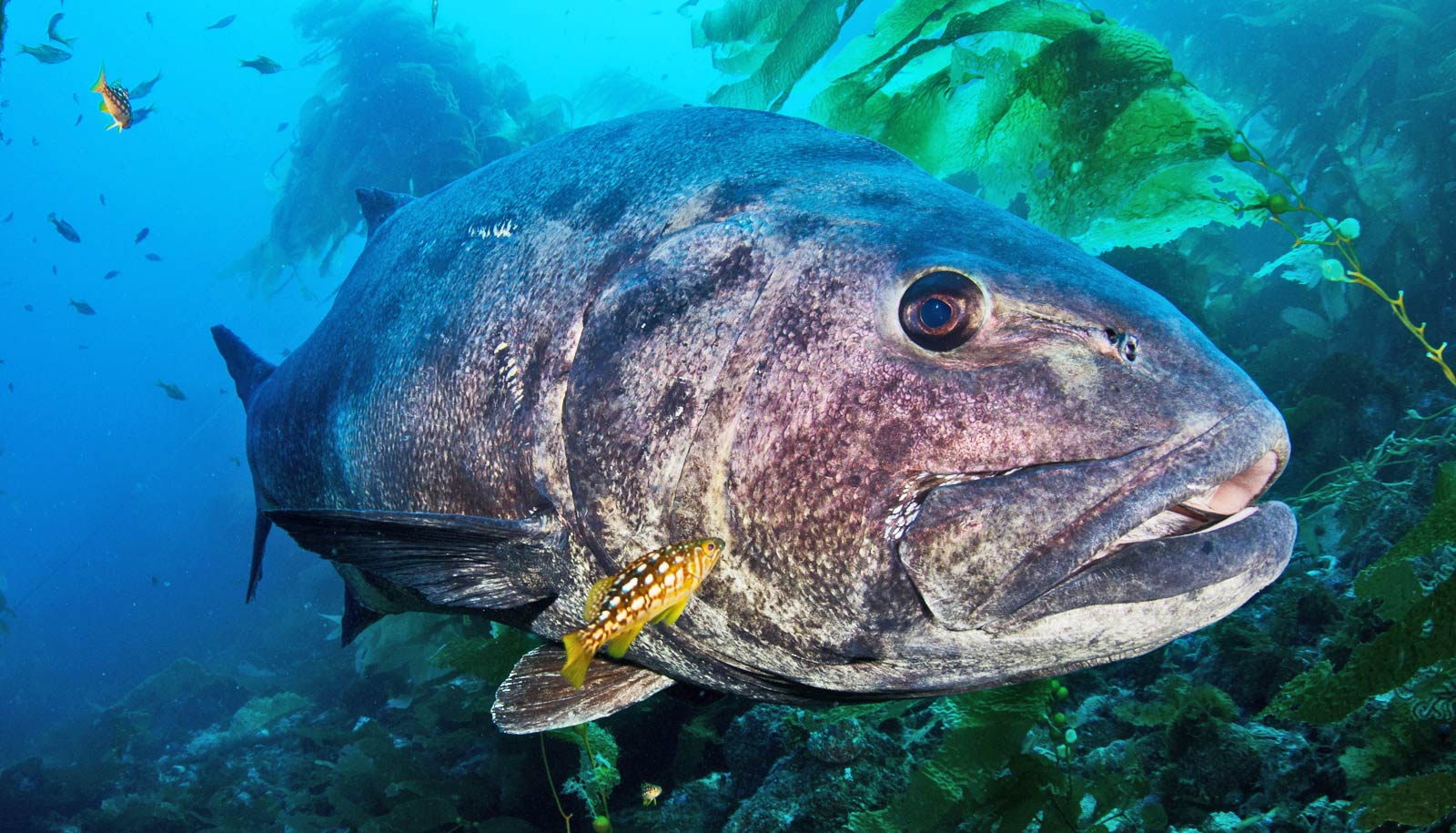 The Giant Sea Bass Catalina Island Marine Institute