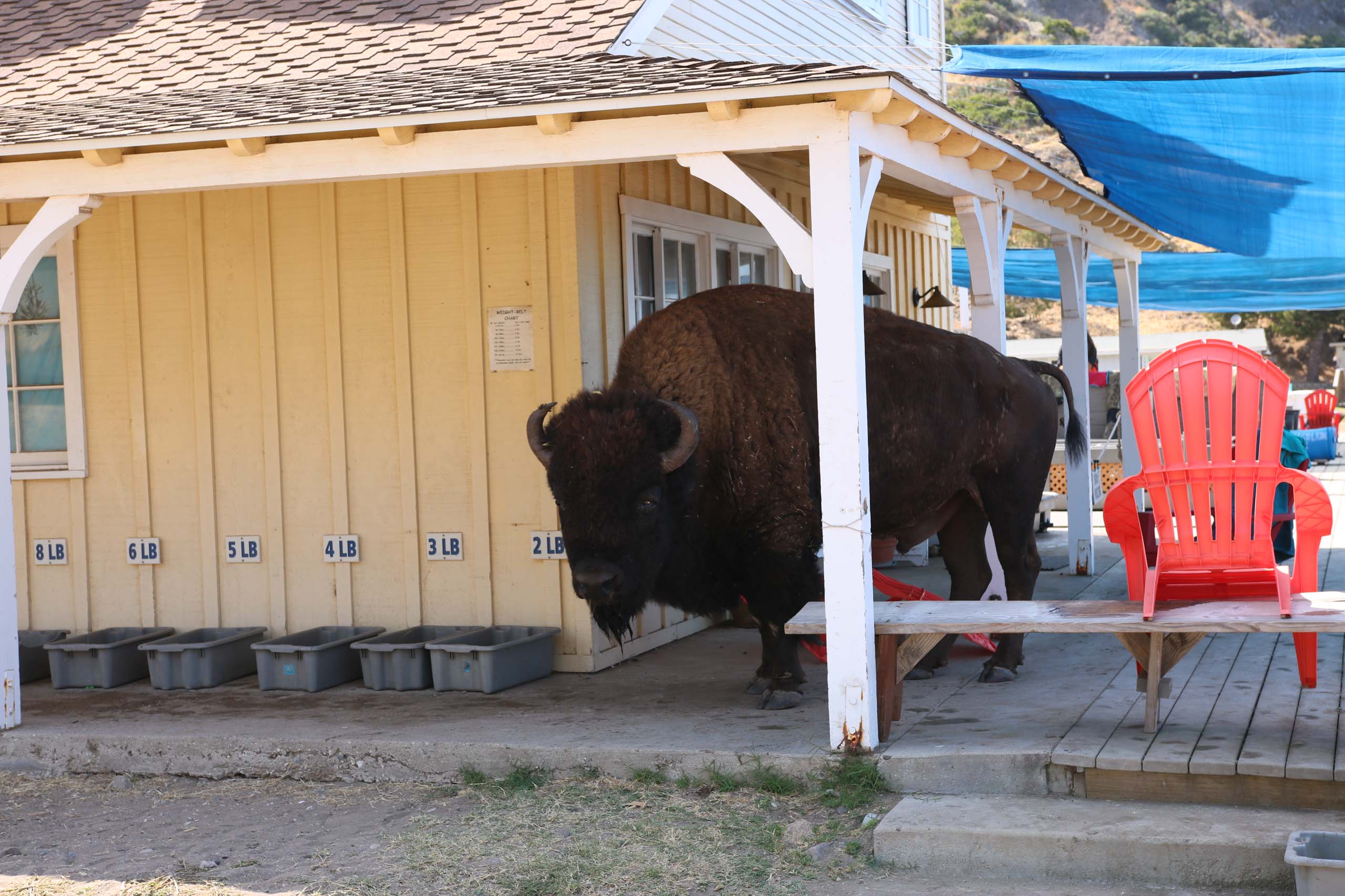 Bison in cabin.