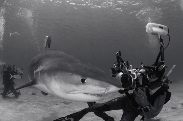 Diver taking photo of shark.
